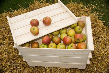 Äpfel in einer Holzkiste einlagig gelagert