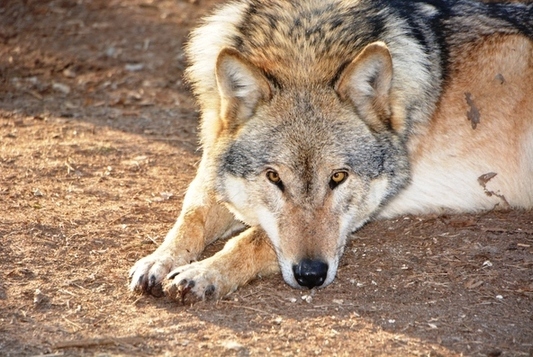 Wolf liegend