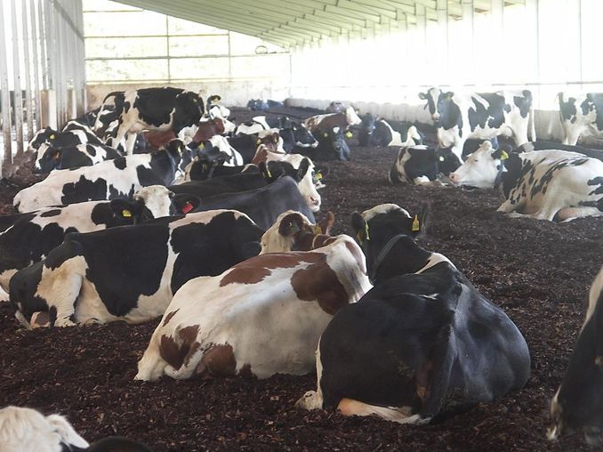 Kühe auf Liegefläche im Kompostierungsstall
