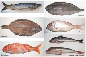 Fischarten