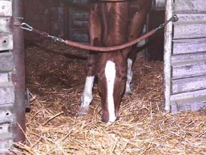 gut: Pferdebox mit offener Abtrennung