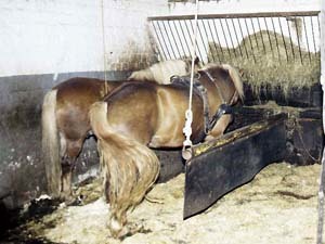 schlecht: Pferdebox mit Abtrennung durch Gummimatten