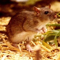 Wanderratte
