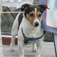 Jack-Russell-Terrier
