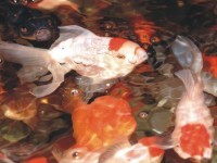 Goldfischvarianten