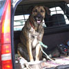 Hund im Auto bei sommerlichen Temperaturen