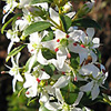 Buchu-Pflanze © Wikimedia Commons (Jon Richfield)