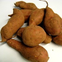 Wurzelknollen der Süßkartoffel (Batate)