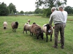 Schafe auf der Wiese