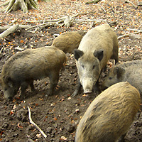 Wildschweine