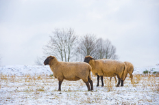 Schafe im Winter