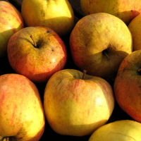 Äpfel der Sorte "Finkenwerder Herbstprinz"