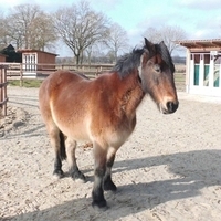 Pferde auf Sandplatz