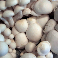 Zuchtchampignons