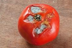 Tomate verschimmelt