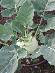 Grüner Kohlrabi