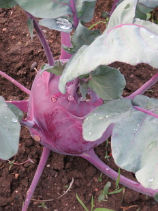 Violetter Kohlrabi