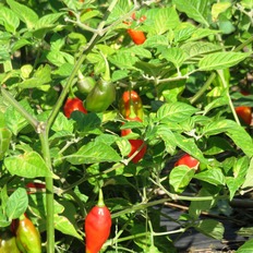 Paprika kann Chlorat und/oder Perchlorat enthalten.