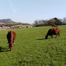 Rinder auf der Weide