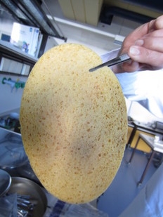 Schwammtuch aus einer Eisdiele wird im Labor mit Pinzette gehalten.