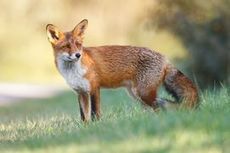 Fuchs auf einer Wiese