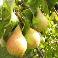 Birnen am Baum