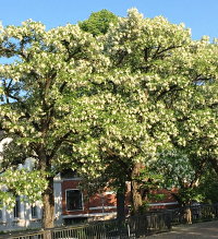 Blühende Robinien