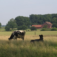 weidende Kühe, Hof