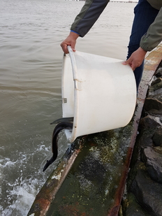 Aussetzen von Blankaalen aus der Mittelweser in die Nordsee