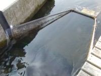 Reuse im Einlauf des Fischweges in Rüningen an der Oker
