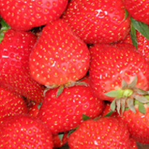 Erdbeeren