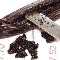 fermentierte Kapselfrucht der Vanille-Pflanze