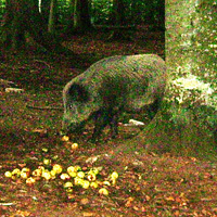 Wildschwein