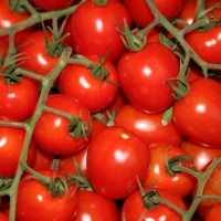 Tomaten