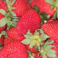 Erdbeeren