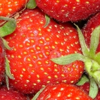 frische Erdbeeren