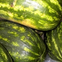 Wassermelonen