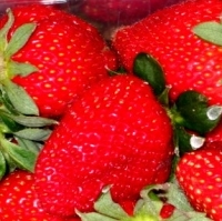 Erdbeeren