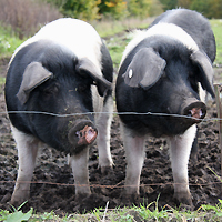 Ökologische Schweinehaltung