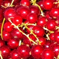 Rote Johannisbeeren