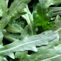 Rucola