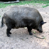 Wildschwein (Keiler)