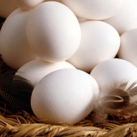 Eier