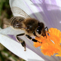 Biene auf Krokusblüte