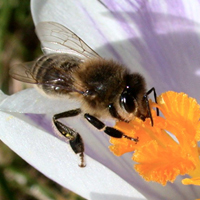 Biene auf Krokusblüte