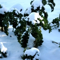 Grünkohlpflanzen im Schnee