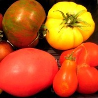 Früchte historischer Tomatensorten