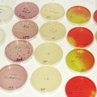 Bakterienkulturen