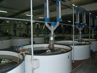 Kreislaufanlage zur Produktion von Besatzaalen