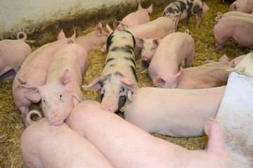 Schweine mit intakten Ringelschwänzen